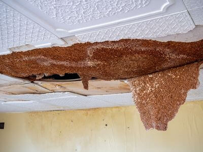 Professional water damage cleanup services in Grapevine